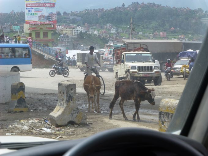 Trafikkbildet i Katmandu er kaotisk. Ingen trafikkregler og hellige kuer i gatene.